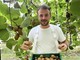 Kiwi giallo Haegeum, la nuova frontiera della frutticoltura piemontese