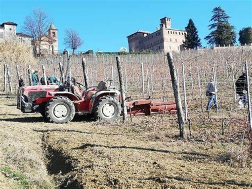 Alla Scuola Agraria di Grinzane Cavour inizia la potatura didattica del Nebbiolo da Barolo