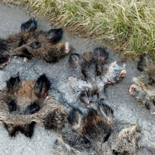 Le pelli ritrovate davanti all'ingresso del Pinco Pallino