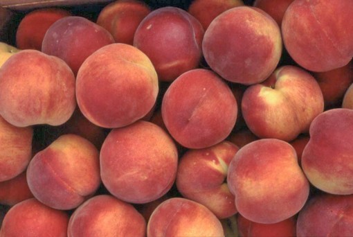 Frutta pagata un centesimo al chilo: Coldiretti Cuneo denuncia “un prezzo che umilia il lavoro agricolo” Frutta pagata un centesimo al chilo: Coldiretti Cuneo denuncia “un prezzo che umilia il lavoro agricolo”