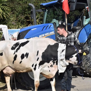 Trattori dalla Granda a Sanremo? "Solo se ci faranno parlare con Amadeus o Fiorello"