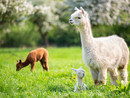 Passeggiata a Canosio con gli alpaca, natura e spettacoli nell'ultima domenica di marzo Passeggiata a Canosio con gli alpaca, natura e spettacoli nell'ultima domenica di marzo