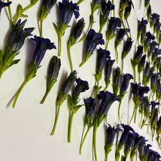 Parte dei fiori sequestrati