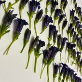 Parte dei fiori sequestrati