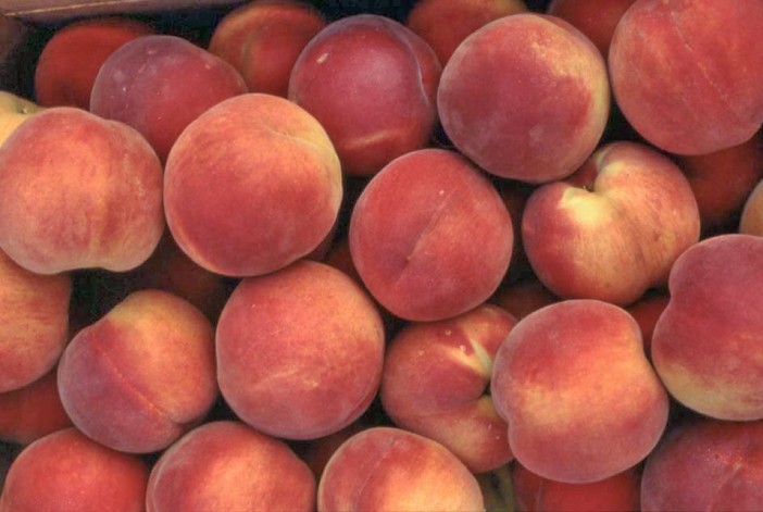 Frutta pagata un centesimo al chilo: Coldiretti Cuneo denuncia “un prezzo che umilia il lavoro agricolo” Frutta pagata un centesimo al chilo: Coldiretti Cuneo denuncia “un prezzo che umilia il lavoro agricolo”