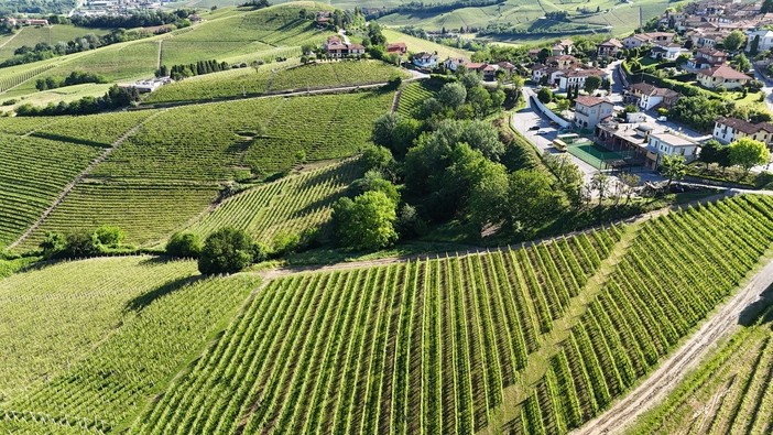 Castiglione Falletto investe sulla biodiversità: i prati di San Lorenzo come spazio vivo tra natura e comunità Castiglione Falletto investe sulla biodiversità: i prati di San Lorenzo come spazio vivo tra natura e comunità