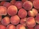 Frutta pagata un centesimo al chilo: Coldiretti Cuneo denuncia “un prezzo che umilia il lavoro agricolo” Frutta pagata un centesimo al chilo: Coldiretti Cuneo denuncia “un prezzo che umilia il lavoro agricolo”