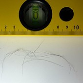 Analisi genetiche sui campioni biologici di pelo, tra quelle compiute dall'Istituto Zooprofilattico Sperimentale del Piemonte, Liguria e Valle d'Aosta Analisi genetiche sui campioni biologici di pelo, tra quelle compiute dall'Istituto Zooprofilattico Sperimentale del Piemonte, Liguria e Valle d'Aosta