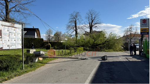 Forte vento a Savigliano: albero di 20 metri cade in Strada Sanità