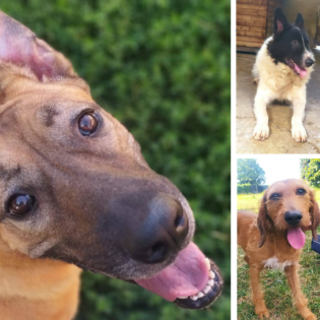 Alcuni dei tanti ospiti del Rifugio Pinco Pallino di Fossano