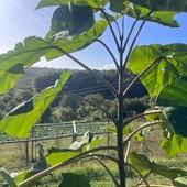 Boman sostiene la Paulownia in uno dei principali progetti italiani di agricoltura rigenerativa Boman sostiene la Paulownia in uno dei principali progetti italiani di agricoltura rigenerativa