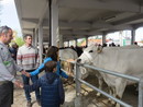 Bra, con la Fiera di Pasquetta immancabile la Fiera zootecnica del Bovino di razza piemontese