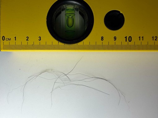 Analisi genetiche sui campioni biologici di pelo, tra quelle compiute dall'Istituto Zooprofilattico Sperimentale del Piemonte, Liguria e Valle d'Aosta