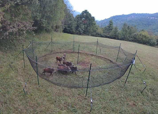 Peste Suina Africana, la provincia di Cuneo modello per la Regione nella gestione dell'emergenza