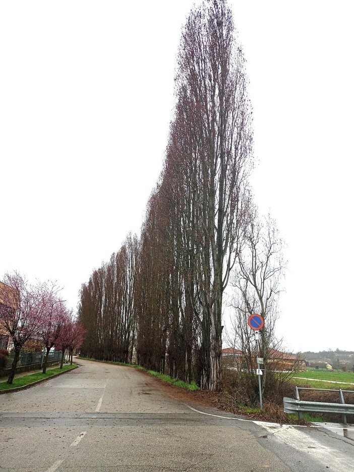 Comuneroero Odv: "Salviamo i 134 pioppi di Montà, non possiamo tacere"