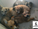 Cinque cuccioli, in cattive condizioni, abbandonati in un orto albese