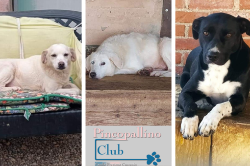 Raina, Balto e Samanta: tre cani dolcissimi in attesa di adozione