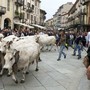 A Saluzzo torna la Rudunà, la grande festa degli animali d'alpeggio