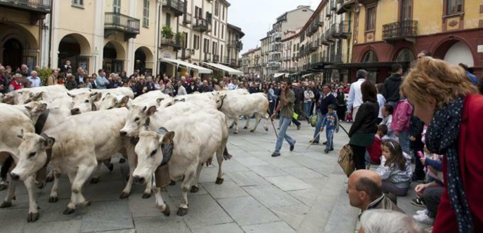 A Saluzzo torna la Rudunà, la grande festa degli animali d'alpeggio