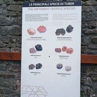 A Roddino una settimana tra musica, tartufo e boschi: due eventi per raccontare l'identità delle Langhe La Festa Balcanica e la 16ª Fiera