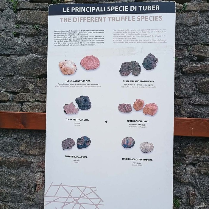 A Roddino una settimana tra musica, tartufo e boschi: due eventi per raccontare l'identità delle Langhe