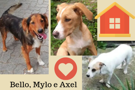Bello, Mylo e Axel vi aspettano all'Anpa!