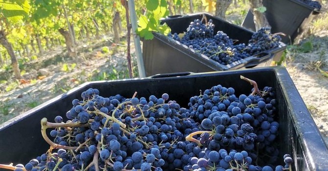 "Per il comparto vinicolo piemontese una crisi di mercato pari soltanto a quella finanziaria del 2008 o all’emergenza Covid"