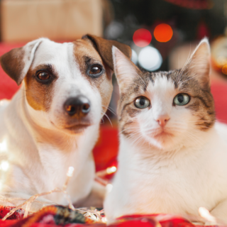 A Natale aiutiamo anche gli esseri più indifesi: tanti cani e gatti hanno bisogno di noi
