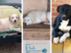 Raina, Balto e Samanta: tre cani dolcissimi in attesa di adozione