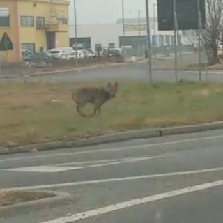 Un lupo in pieno giorno nella zona industriale di Beinette [VIDEO]