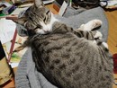 Tommy, il gatto smarrito a Savigliano Tommy, il gatto smarrito a Savigliano