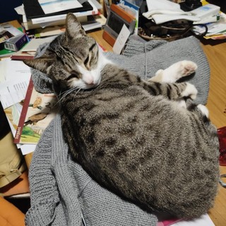 Tommy, il gatto smarrito a Savigliano