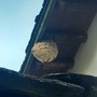Vespa velutina, cresce l'allarme nelle Langhe: nidi e avvistamenti anche vicino ai vigneti Vespa velutina, cresce l'allarme nelle Langhe: nidi e avvistamenti anche vicino ai vigneti
