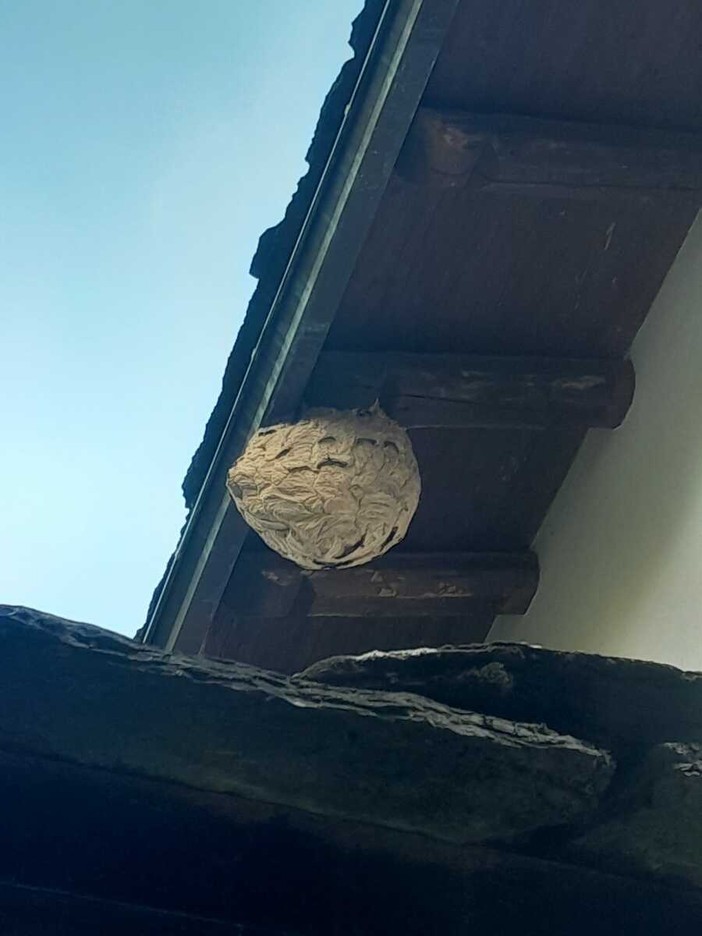 Vespa velutina, cresce l'allarme nelle Langhe: nidi e avvistamenti anche vicino ai vigneti