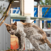 Amici di Zampa: “Sterilizziamo oggi, per non rincorrere l’emergenza domani”