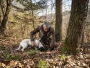 In terza Commissione via libera alle indennità per la conservazione delle tartufaie