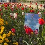Alba: fioriti i bulbi di tulipano donati dal Castello di Pralormo Alba: fioriti i bulbi di tulipano donati dal Castello di Pralormo