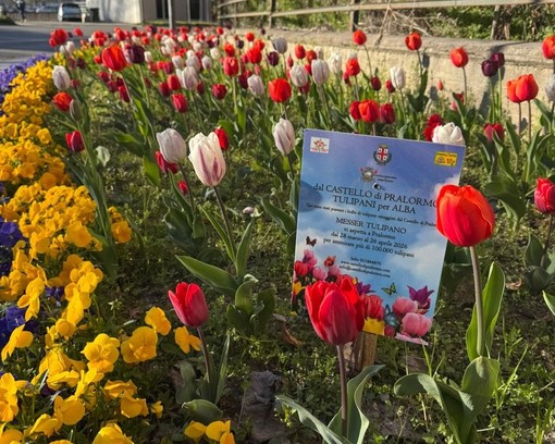 Alba: fioriti i bulbi di tulipano donati dal Castello di Pralormo