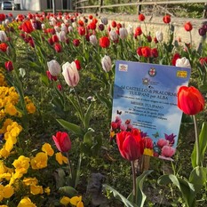 Alba: fioriti i bulbi di tulipano donati dal Castello di Pralormo Alba: fioriti i bulbi di tulipano donati dal Castello di Pralormo