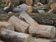 Caro energia, dalle foreste del Piemonte un contributo per ridurre la dipendenza dai combustibili fossili