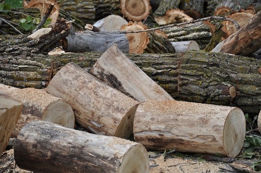 Caro energia, dalle foreste del Piemonte un contributo per ridurre la dipendenza dai combustibili fossili Caro energia, dalle foreste del Piemonte un contributo per ridurre la dipendenza dai combustibili fossili