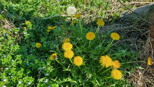 Tarassaco, ma anche dente di leone o soffione: storia, origini e segreti Tarassaco, ma anche dente di leone o soffione: storia, origini e segreti