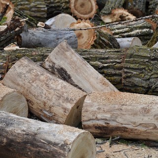 Caro energia, dalle foreste del Piemonte un contributo per ridurre la dipendenza dai combustibili fossili
