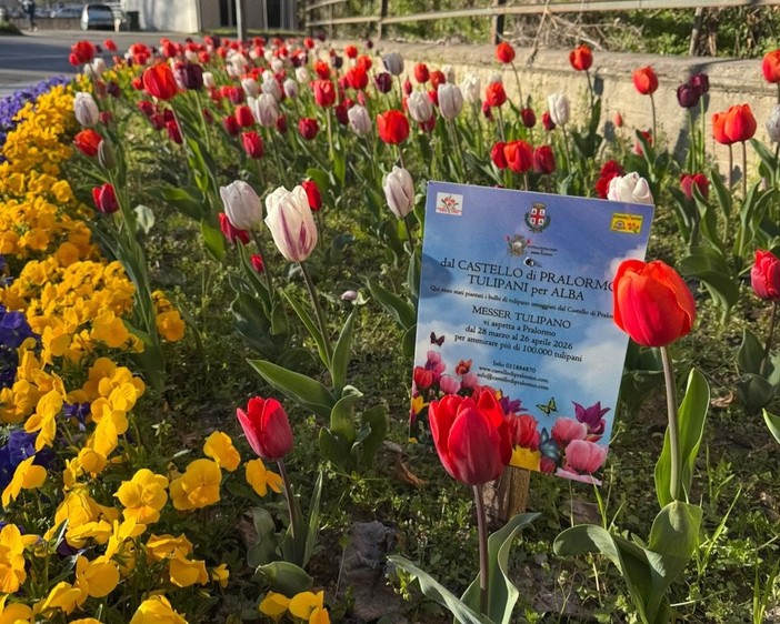 Alba: fioriti i bulbi di tulipano donati dal Castello di Pralormo