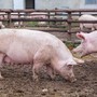 Un allevamento di suini in provincia di Cuneo