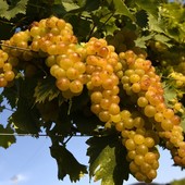 Docg Asti, fumata nera in Regione sulle rese della vendemmia: muro contro muro tra agricoltori e industrie