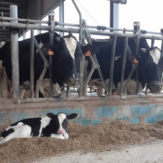 “Il prezzo del latte alla stalla nei mesi estivi è sceso e ora pesano i costi di gasolio e mutui”