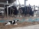 “Il prezzo del latte alla stalla nei mesi estivi è sceso e ora pesano i costi di gasolio e mutui”