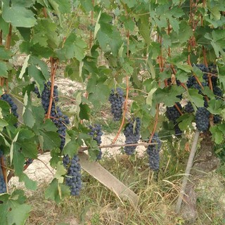 I produttori di vino possono ottenere contributi per realizzare locali di degustazione e vendita