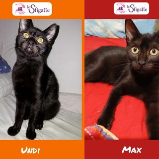 Le gattine tutte nere Undi e Max